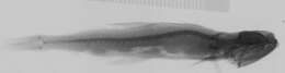 Image of Pseudoscopelus scutatus Krefft 1971