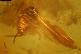 Image of gall midges and wood midges