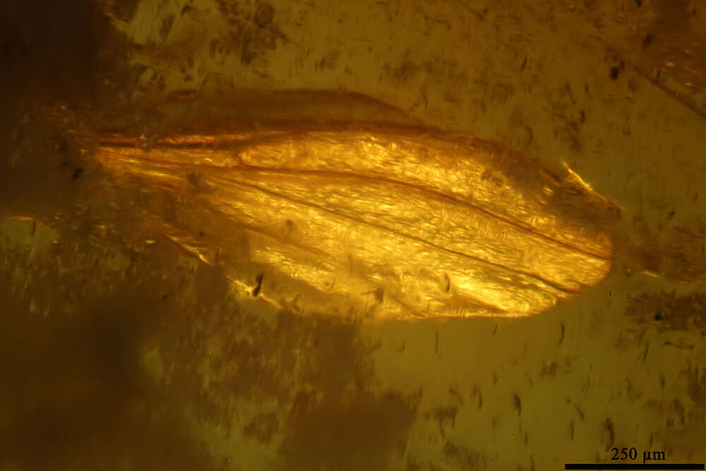 Image of gall midges and wood midges