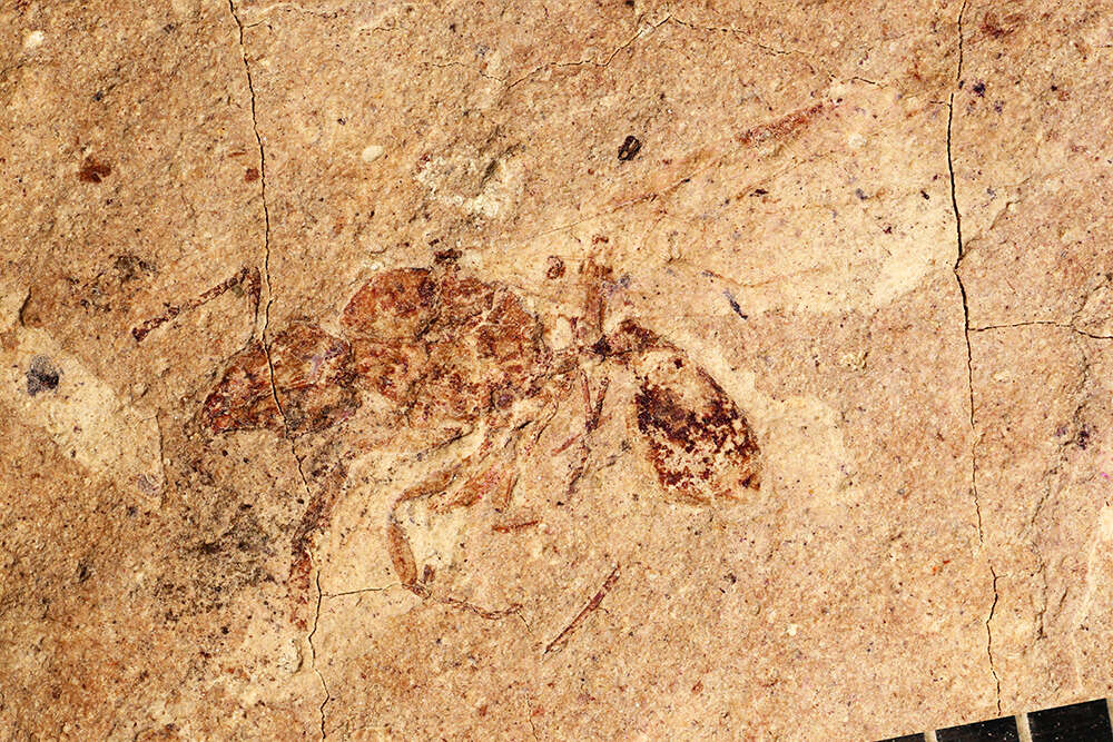 Image of Aphaenogaster mayri Carpenter 1930