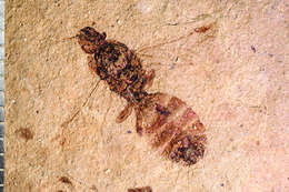 Image of Miomyrmex impactus (Cockerell 1927)