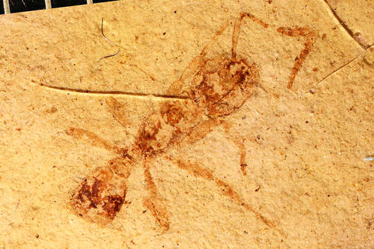 Imagem de Pogonomyrmex fossilis Carpenter 1930