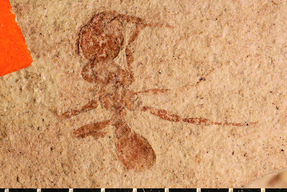 Image of Pogonomyrmex fossilis Carpenter 1930