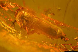 Image of springtails