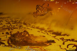 Image of springtails