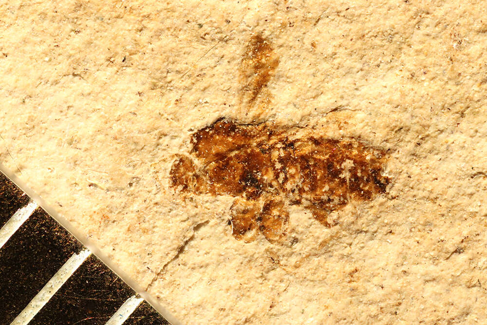 Image of <i>Geocoris infernorum</i> Scudder 1890