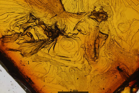 Image of biting midges