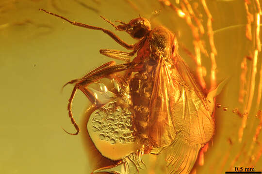 Image of biting midges