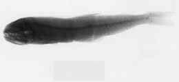 Image of Pseudoscopelus obtusifrons (Fowler 1934)