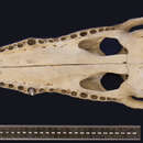 Image of <i>Crocodylus <i>novaeguineae</i></i> novaeguineae