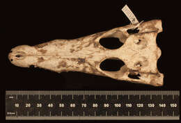 Image of Chordata