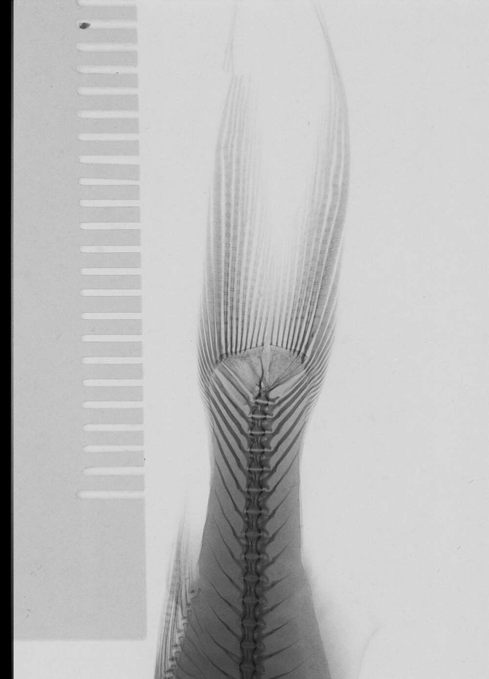 Imagem de Pimelodus pictus Steindachner 1876