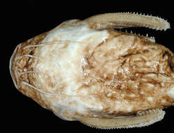 Image of Acanthodoras