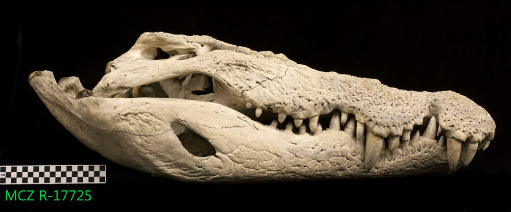 Image of Estuarine Crocodile
