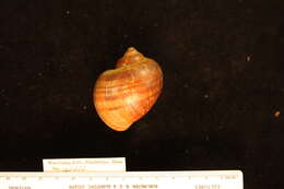 Image of Pomacea Perry 1811