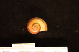 Image of Pomacea Perry 1810
