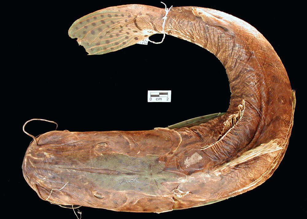 Pseudoplatystoma fasciatum (Linnaeus 1766) resmi