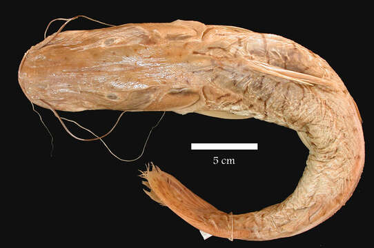 Pseudoplatystoma fasciatum (Linnaeus 1766) resmi