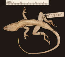 Image of Anolis scriptus mariguanae Cochran 1931