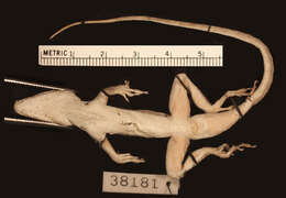 Image of Anolis scriptus mariguanae Cochran 1931