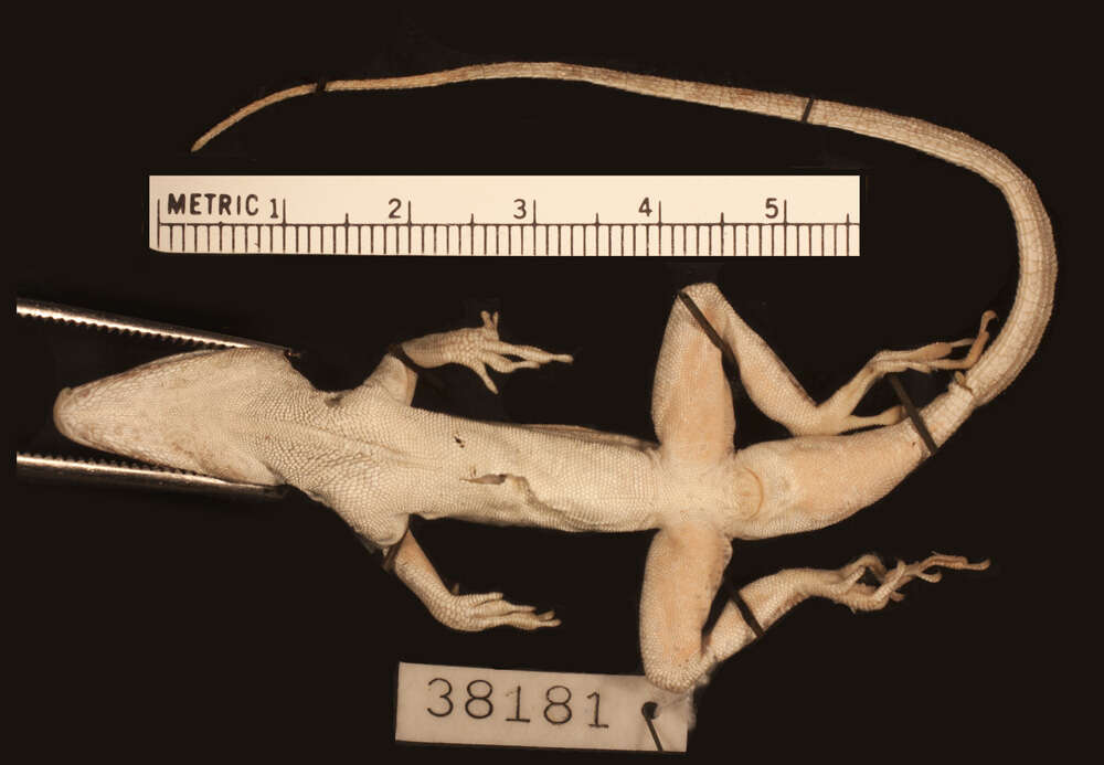 Image of Anolis scriptus mariguanae Cochran 1931