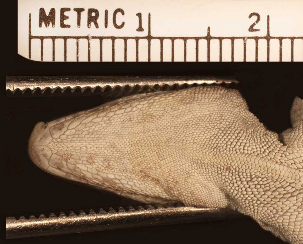 Image of Anolis scriptus mariguanae Cochran 1931