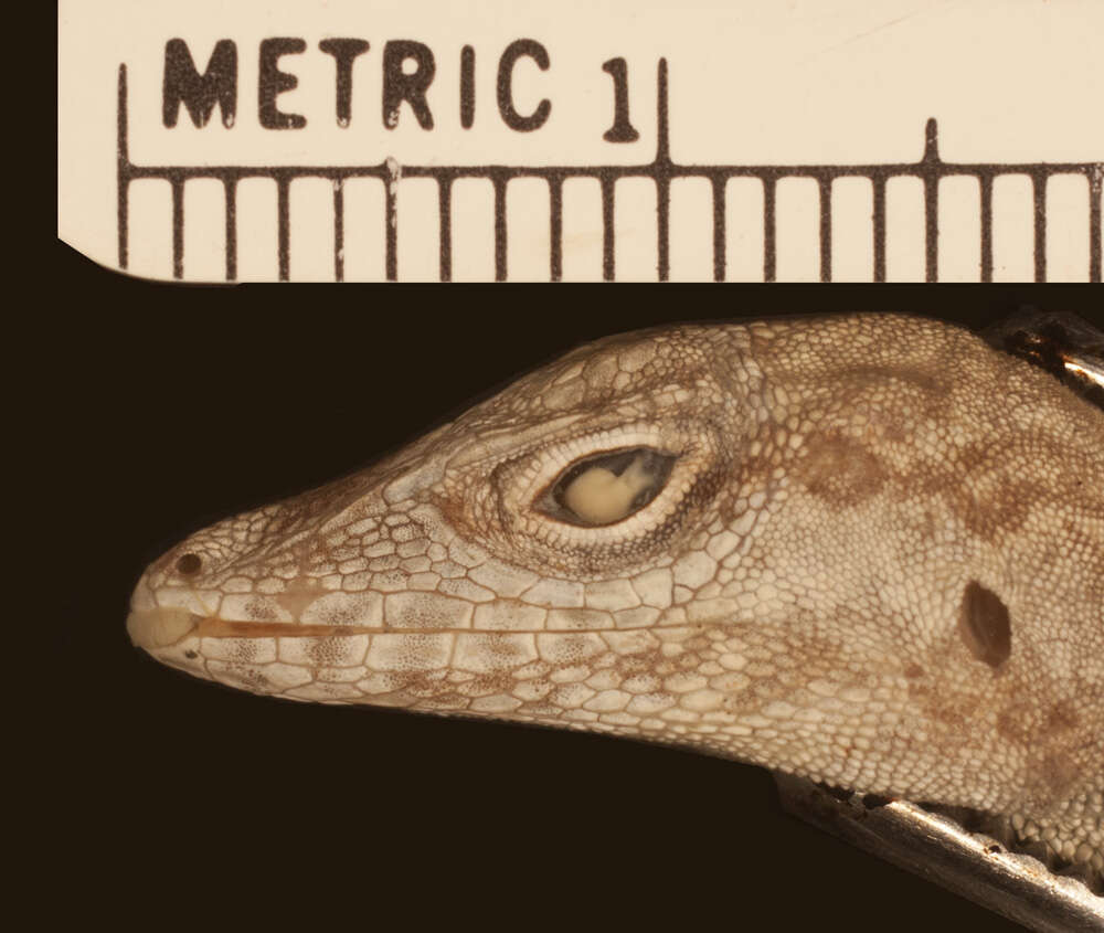 Image of Anolis scriptus mariguanae Cochran 1931