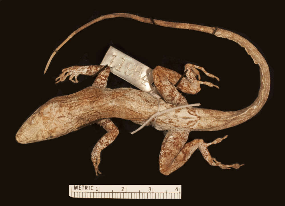 Image of Anolis scriptus scriptus Garman 1887