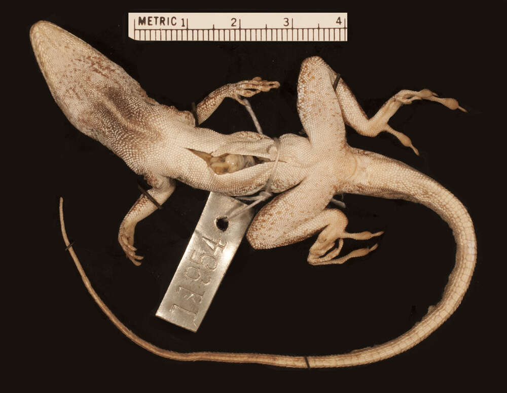 Image of Anolis scriptus scriptus Garman 1887