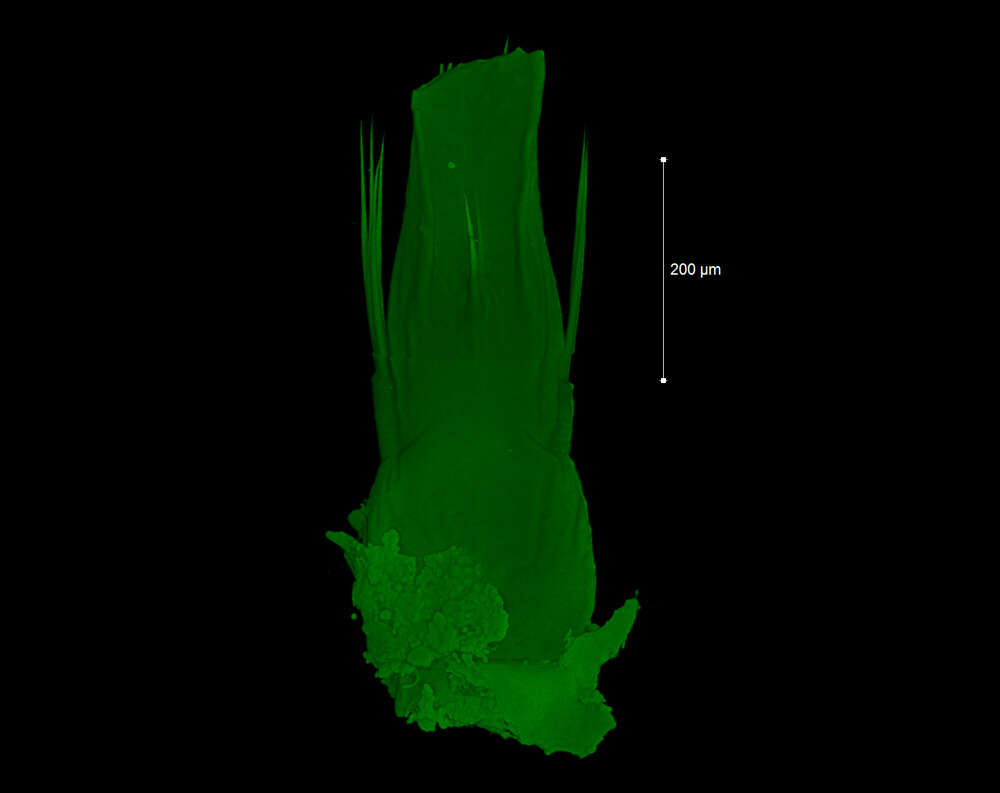 <i>Brasiliogovea microphaga</i> resmi