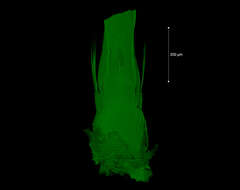 <i>Brasiliogovea microphaga</i> resmi