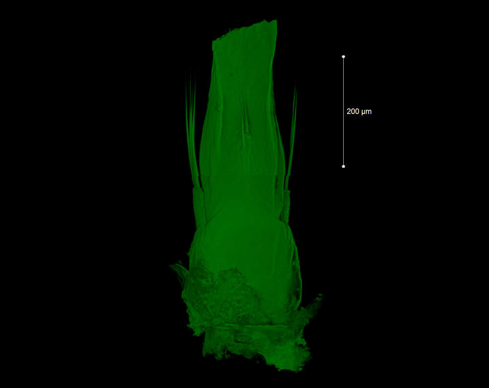 <i>Brasiliogovea microphaga</i> resmi