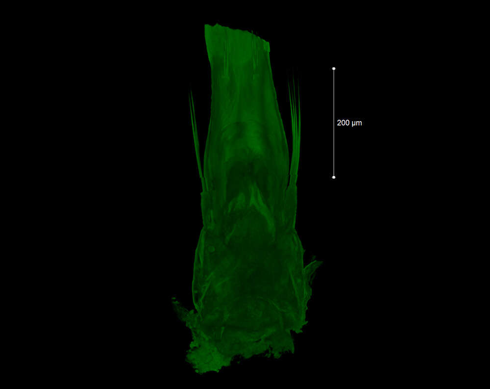 <i>Brasiliogovea microphaga</i> resmi