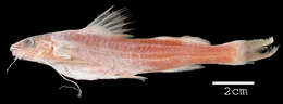 Image of Propimelodus