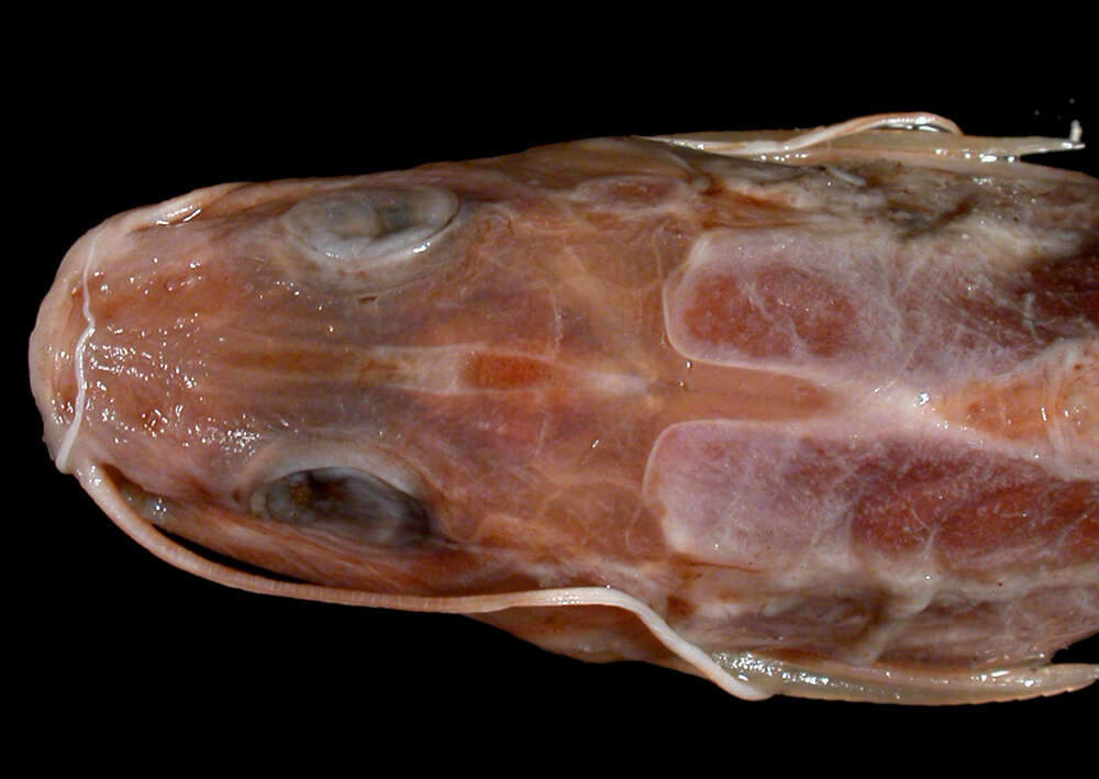 Image of Propimelodus