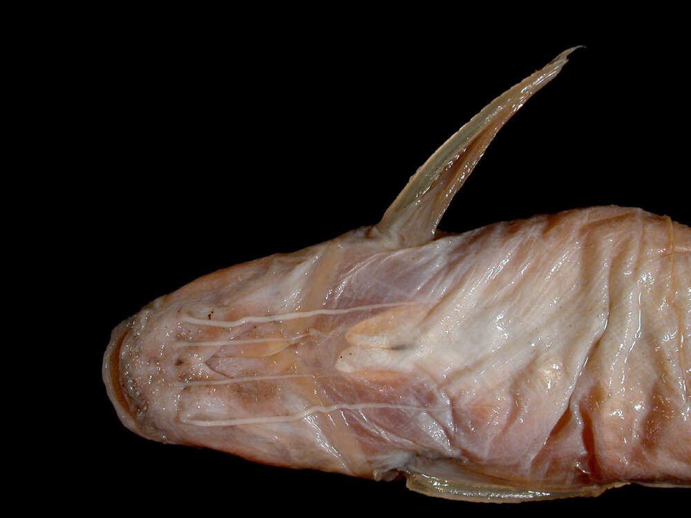 Image of Propimelodus