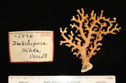 Image of Distichopora nitida Verrill 1864