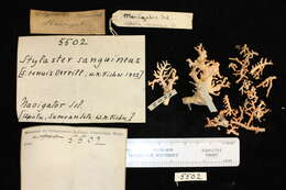 Слика од Stylaster sanguineus Valenciennes ex Milne Edwards & Haime 1850