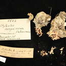 Image of Stylaster sanguineus Valenciennes ex Milne Edwards & Haime 1850