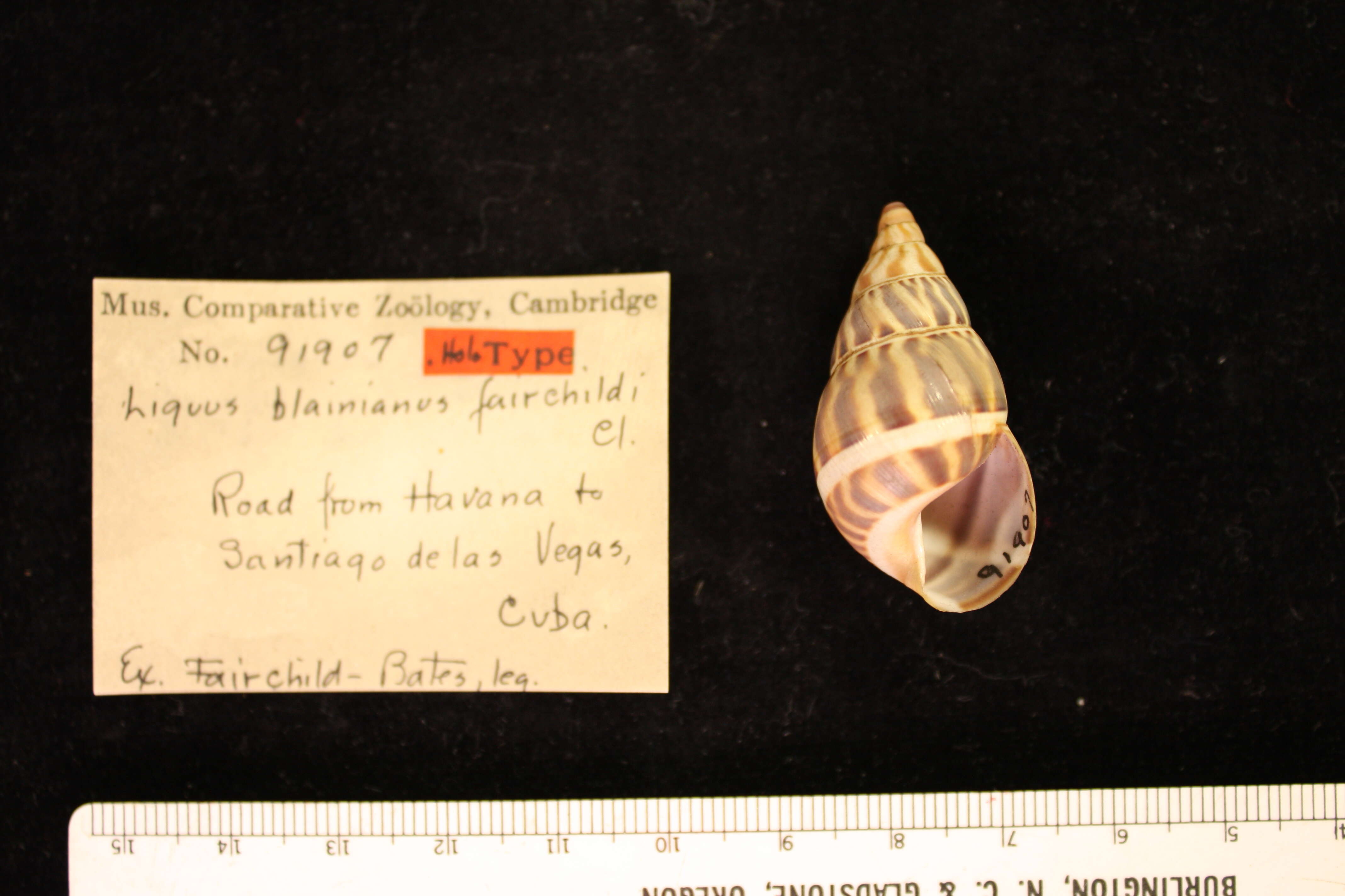 Image de <i>Liguus blainianus fairchild</i> Clench