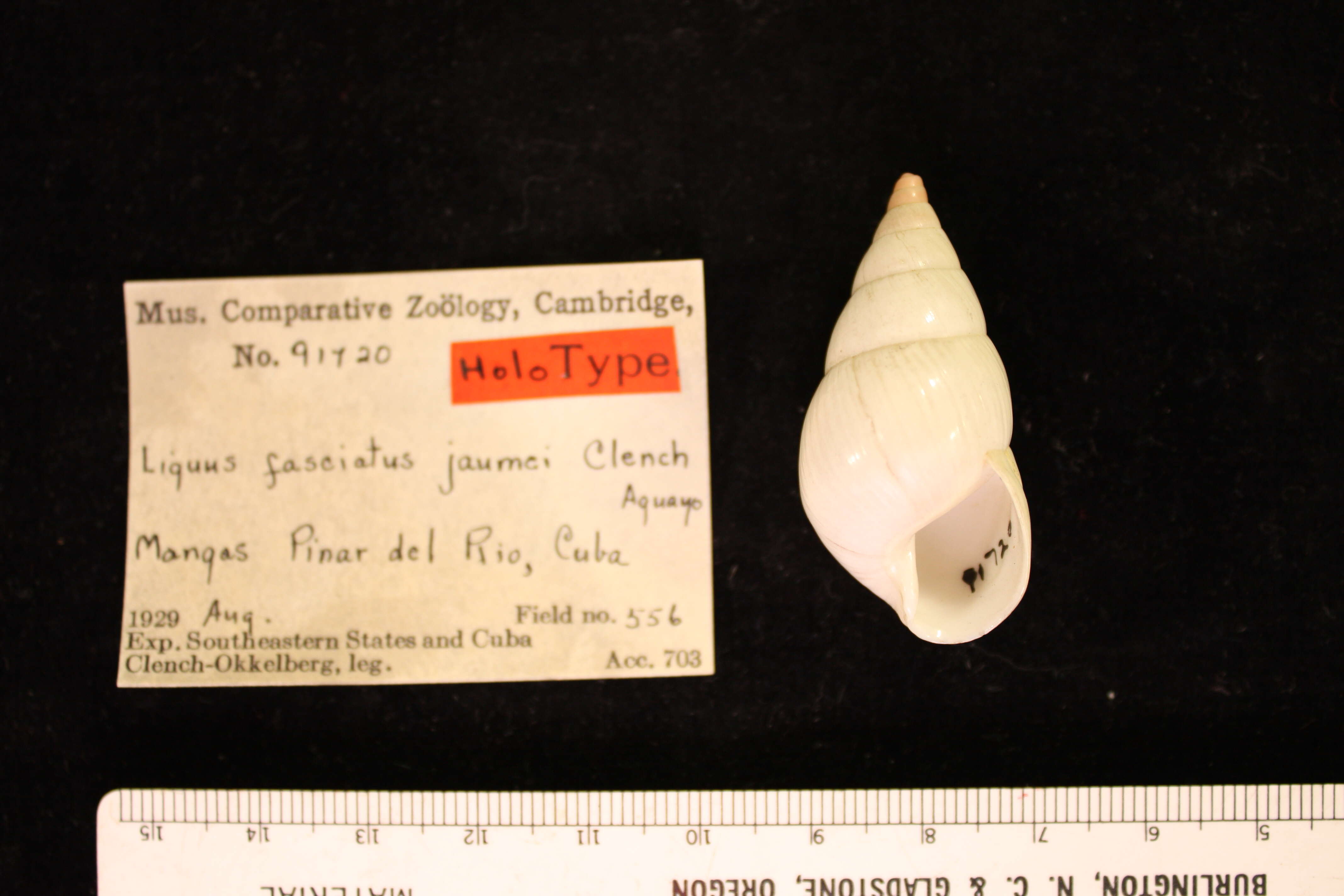 Image of <i>Liguus fasciatus jaumei</i> Clench & Aguayo