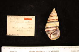 Image of <i>Liguus fasciatus archeri</i> Clench 1934