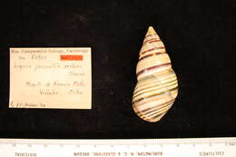 Image of <i>Liguus fasciatus archeri</i> Clench 1934