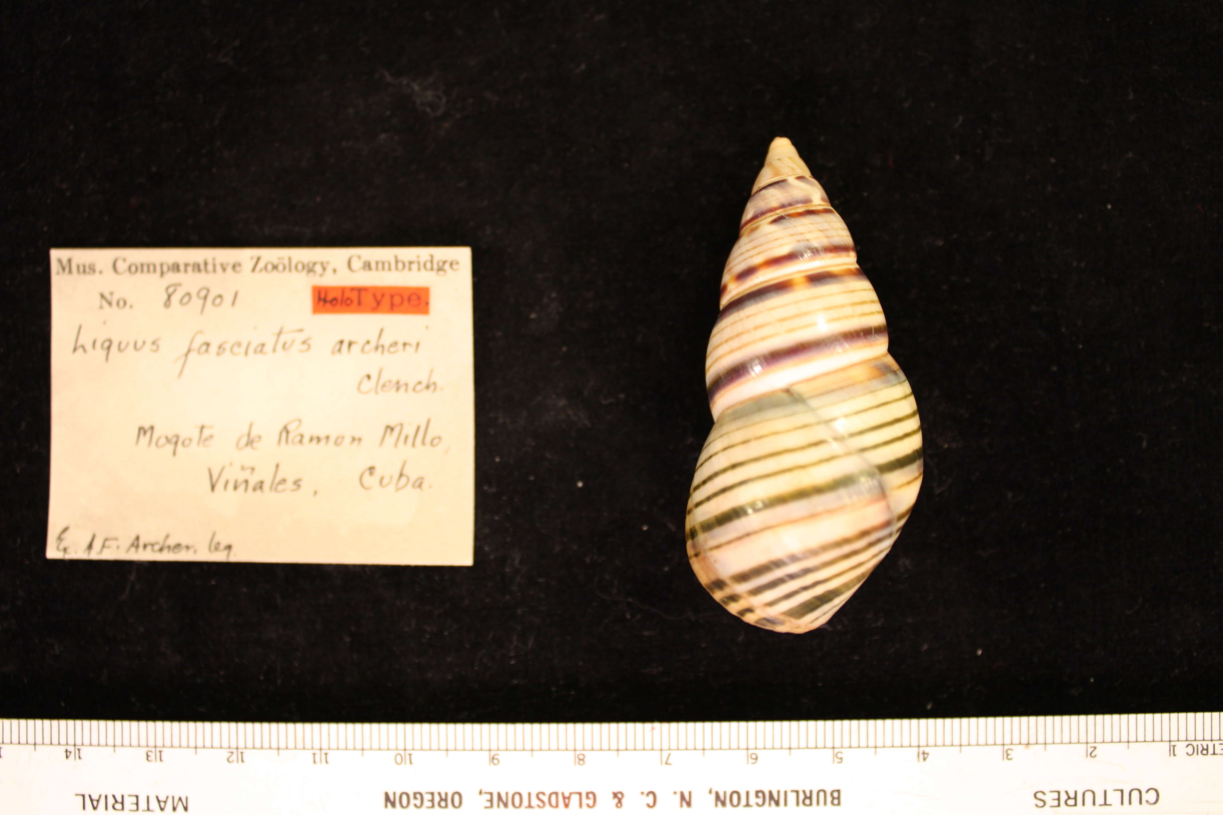 Image of <i>Liguus fasciatus archeri</i> Clench 1934