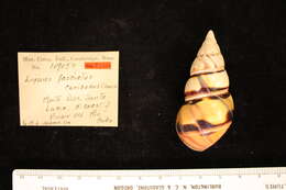 Image of <i>Liguus fasciatus caribaeus</i> Clench 1935
