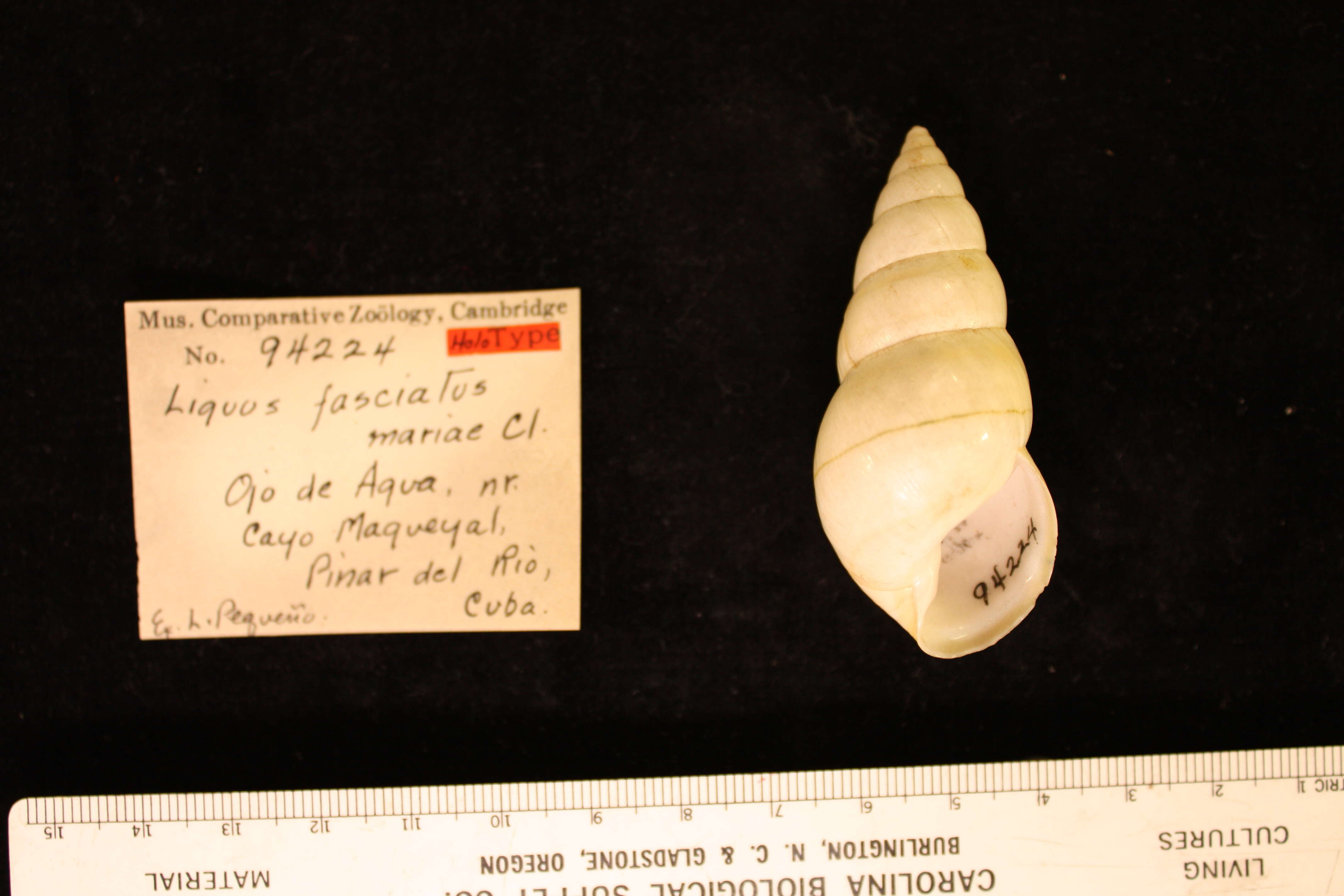 Image of <i>Liguus fasciatus mariae</i> Clench 1935