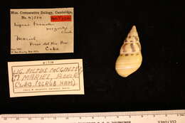 Image of <i>Liguus fasciatus mcgintyi</i> Clench 1934