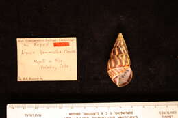 Image of <i>Liguus flamellus</i> Clench 1934