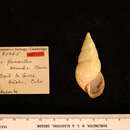 Image of <i>Liguus flamellus bermudezi</i> Clench 1934