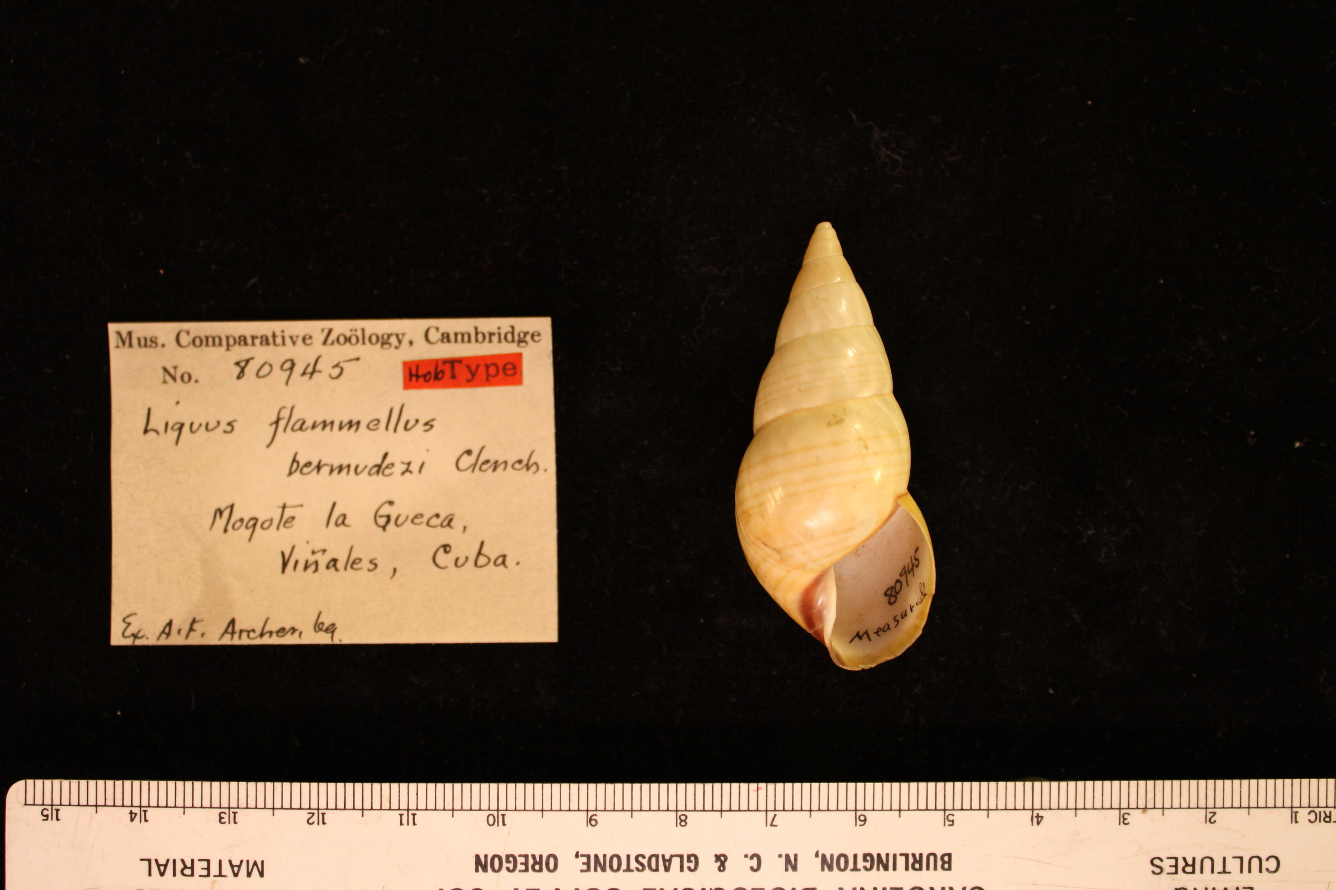 Image of <i>Liguus flamellus bermudezi</i> Clench 1934
